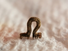 Peribatodes rhomboidaria
