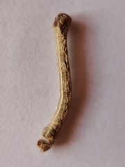 Peribatodes rhomboidaria