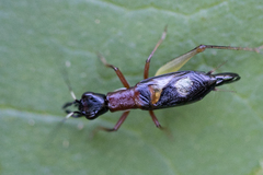 Cranistus colliurides