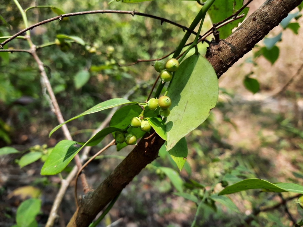 Breynia glauca (Breynia glauca)