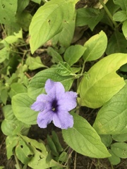 Ruellia spectabilis