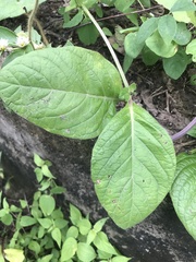 Ruellia spectabilis