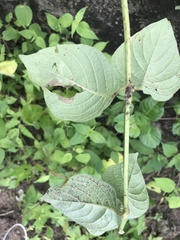 Ruellia spectabilis