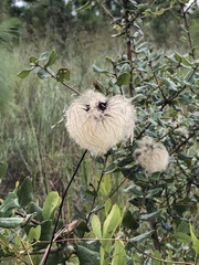 Clematis reticulata