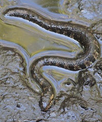 Nerodia fasciata pictiventris image