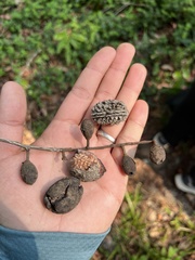 Elaeocarpus lanceifolius