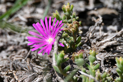 Trichodiadema barbatum