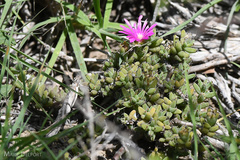 Trichodiadema barbatum