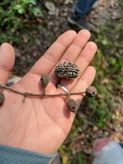 Elaeocarpus lanceifolius