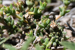 Trichodiadema barbatum