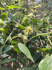 Hedyotis capitellata