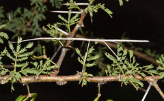 Bacillidae