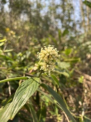 Hedyotis capitellata
