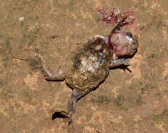 Breviceps