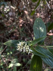 Hedyotis capitellata