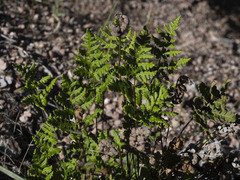 Pentagramma triangularis triangularis