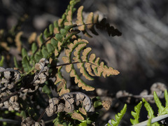 Pentagramma triangularis triangularis