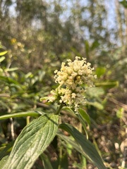 Hedyotis capitellata