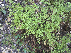 Adiantum jordanii image