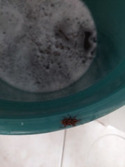 Metamasius hemipterus