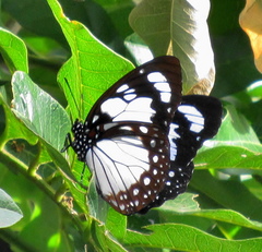 Charaxes wakefieldi
