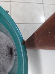 Metamasius hemipterus