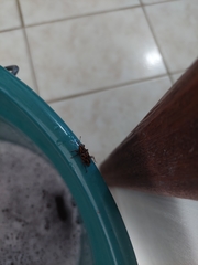 Metamasius hemipterus