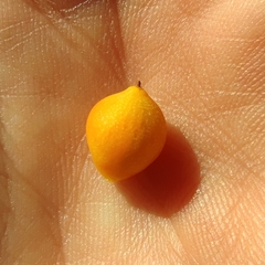 Cordia sinensis