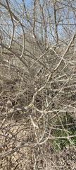 Cordia sinensis