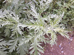 Urtica cannabina