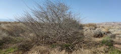 Cordia sinensis