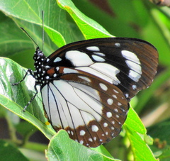 Charaxes wakefieldi
