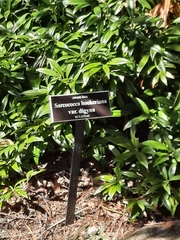 Sarcococca hookeriana digyna