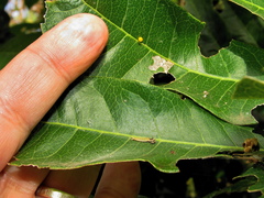 Charaxes wakefieldi