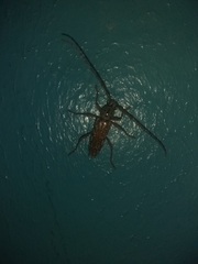 Elaphidion splendidum