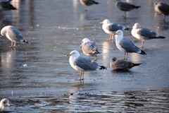 Larus argentatus