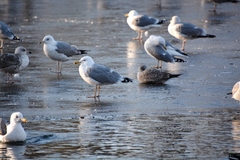 Larus argentatus