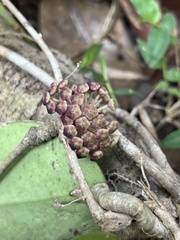 Hoya pachyclada