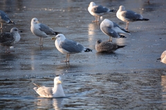 Larus argentatus