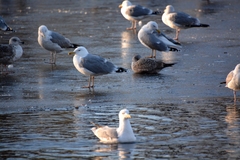 Larus argentatus