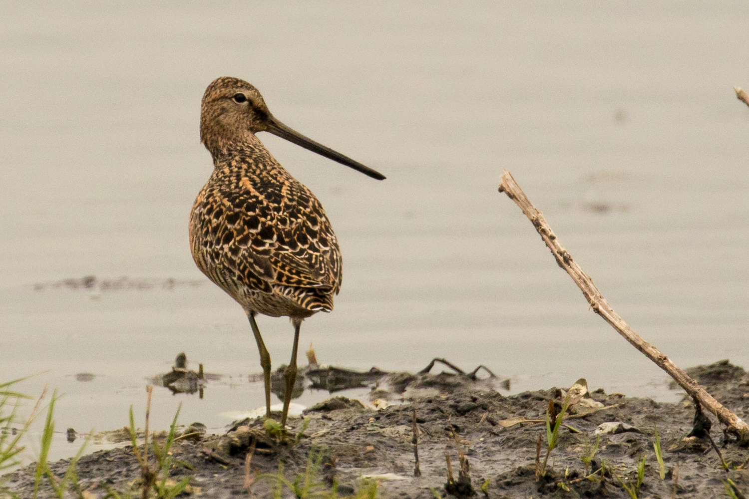 Long-billed Dowitcher
