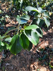Ilex pedunculosa