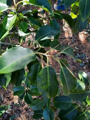 Ilex pedunculosa