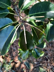 Ilex pedunculosa