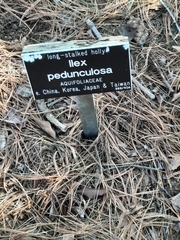 Ilex pedunculosa