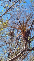 Tillandsia huamelulaensis