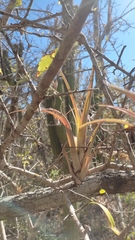 Tillandsia huamelulaensis