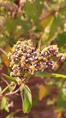 Alloispermum integrifolium