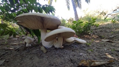 Macrocybe