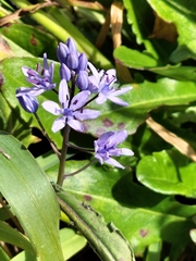 Scilla monophyllos